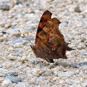 Question mark butterfly