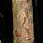Rainbow boa