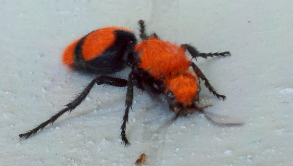 Spotting Image 1