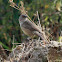 Arrow-marked Babbler