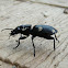 six-spot ground beetle