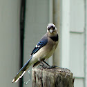 Blue Jay