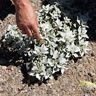 Brittlebush