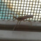 Assassin Bug