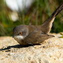 Sardinian Warbler