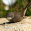 Sardinian Warbler
