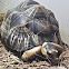 Radiated Tortoise