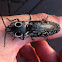 Eastern eyed click bug