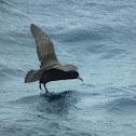 White Chinned Petrel