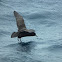 White Chinned Petrel