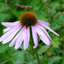 Purple Coneflowers