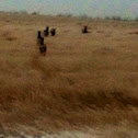 Pronghorn