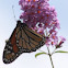 Monarch Butterfly
