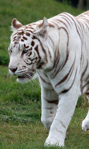 THE WHITE TIGERS