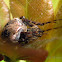 Orb web spider