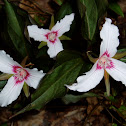 Painted Trillium 