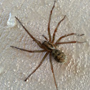 House spider