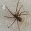 House spider