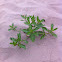 Sea rocket