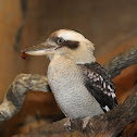 Laughing Kookaburra