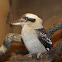 Laughing Kookaburra