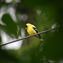 American Goldfinch