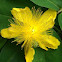 St. John's Wort