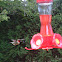 Ruby-throated Hummingbird