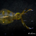Bigfin Reef Squid
