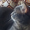 American Shorthaired Grey Tabby Cat