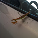 Chinese mantis (male)