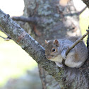 Eastern Gray Squirrel