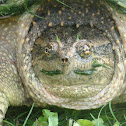 Common Snapping Turtle