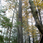 Pileated woodpecker hole