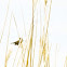 Redwing blackbird