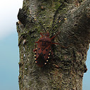 Stink Bug