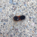 Isabella tiger moth