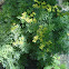 Common rue
