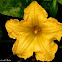 Kalabasa bloom