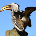 Southern yellow-billed hornbill