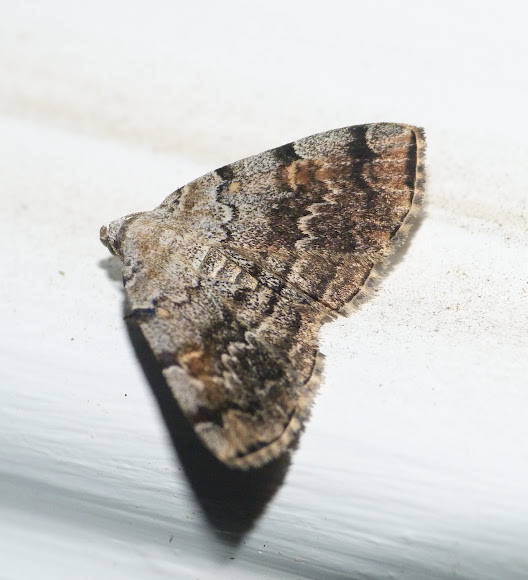 Spotting Image 1