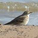 American Pipit (pair)