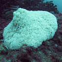 Berried Anemone