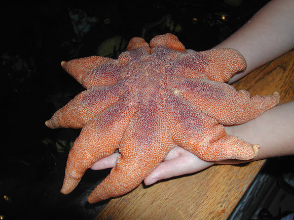 Spotting Image 1