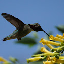 Costa's Hummingbird