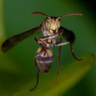 AzriAzmi