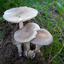 Fungi
