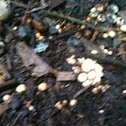 Fungus