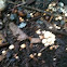 Fungus