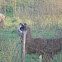 Llama